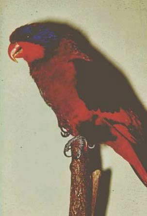 Blauohrlori