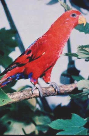 Buru Rotlori