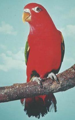 Gelbmantellori Front