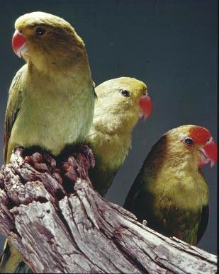 Bergpapagei