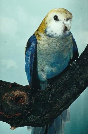 Bla&szlig;kopfrosella