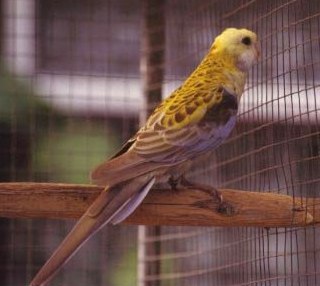Blauwangenrosella