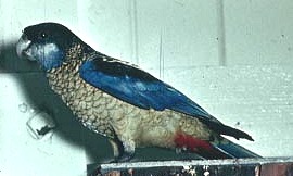 Browns Rosella