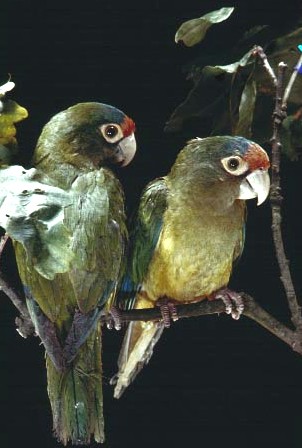 Elfenbeinsittich