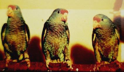 Gr&uuml;nwangen 12 Wochen alt