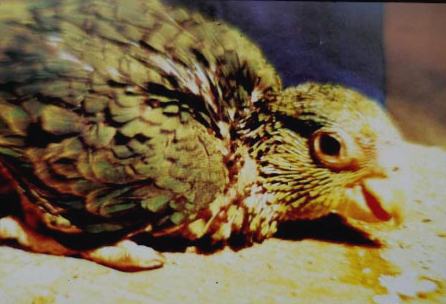 Gr&uuml;nwangen 14 Tage alt