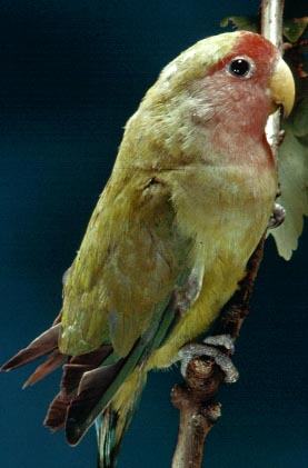 Rosenk&ouml;pfchen