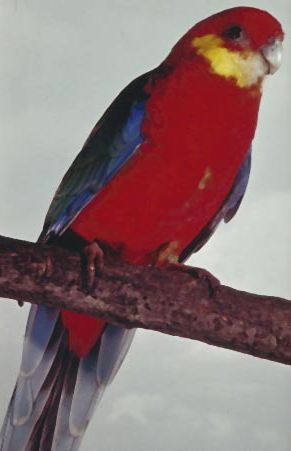 Stanleyrosella