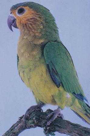 Surinam Sittich