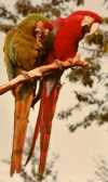 Bitte klicken Sie hier, um das Vogelpaar in einem gr&ouml;&szlig;eren Bild zu sehen
